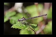 PhotoID: AusDa168. Powdered Flatwing (Austroargiolestes calcaris) - female