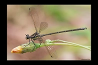 PhotoID: AusDa056. Common Flatwing (Austroargiolestes icteromelas) - male