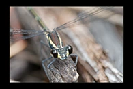 PhotoID: AusDa057. Common Flatwing (Austroargiolestes icteromelas) - female