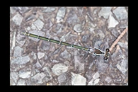 PhotoID: AusDa125. Common Flatwing (Austroargiolestes icteromelas) - female