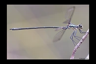 PhotoID: AusDa128. Common Flatwing (Austroargiolestes icteromelas) - male