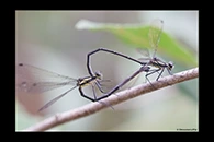 PhotoID: AusDa170. Common Flatwing (Austroargiolestes icteromelas) - copula