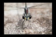 PhotoID: AusDa375. Common Flatwing (Austroargiolestes icteromelas) - male
