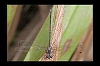 PhotoID: AusDa437. Common Flatwing (Austroargiolestes icteromelas) - male
