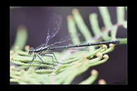 PhotoID: AusDa226. Common Flatwing (Austroargiolestes icteromelas) - female