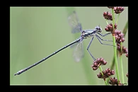 PhotoID: AusDa227. Common Flatwing (Austroargiolestes icteromelas) - male