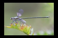 PhotoID: AusDa228. Common Flatwing (Austroargiolestes icteromelas) - male