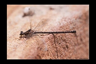 PhotoID: AusDa229. Common Flatwing (Austroargiolestes icteromelas) - female