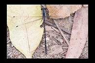 PhotoID: AusDa224. Sydney Flatwing (Austroargiolestes isabellae) - male