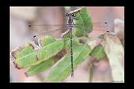 PhotoID: AusDa225. Sydney Flatwing (Austroargiolestes isabellae) - male