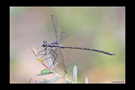 PhotoID: AusDa258. Sydney Flatwing (Austroargiolestes isabellae) - male