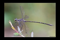 PhotoID: AusDa259. Sydney Flatwing (Austroargiolestes isabellae) - male