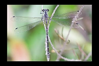 PhotoID: AusDa260. Sydney Flatwing (Austroargiolestes isabellae) - male