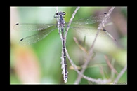 PhotoID: AusDa261. Sydney Flatwing (Austroargiolestes isabellae) - male