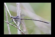 PhotoID: AusDa262. Sydney Flatwing (Austroargiolestes isabellae) - male