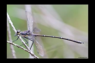 PhotoID: AusDa263. Sydney Flatwing (Austroargiolestes isabellae) - male