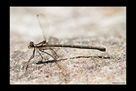 PhotoID: AusDa264. Sydney Flatwing (Austroargiolestes isabellae) - female
