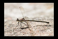 PhotoID: AusDa265. Sydney Flatwing (Austroargiolestes isabellae) - female