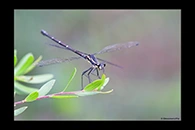PhotoID: AusDa389. Sydney Flatwing (Austroargiolestes isabellae) - female