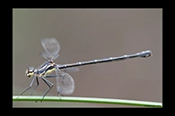 PhotoID: AusDa390. Sydney Flatwing (Austroargiolestes isabellae) - female