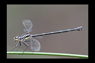PhotoID: AusDa391. Sydney Flatwing (Austroargiolestes isabellae) - female