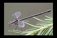 PhotoID: AusDa393. Sydney Flatwing (Austroargiolestes isabellae) - female