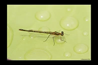 PhotoID: AusDa336. Austrocnemis splendida - female