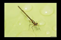PhotoID: AusDa337. Austrocnemis splendida - female