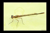 PhotoID: AusDa339. Austrocnemis splendida - female