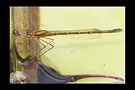 PhotoID: AusDa341. Austrocnemis splendida - female