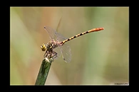 PhotoID: AusDr444. Austroepigomphus gordoni - male