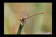 PhotoID: AusDr445. Austroepigomphus gordoni - male