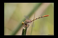 PhotoID: AusDr446. Austroepigomphus gordoni - male