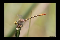 PhotoID: AusDr447. Austroepigomphus gordoni - male