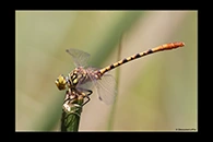 PhotoID: AusDr448. Austroepigomphus gordoni - male