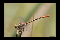PhotoID: AusDr449. Austroepigomphus gordoni - male