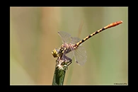 PhotoID: AusDr450. Austroepigomphus gordoni - male