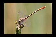 PhotoID: AusDr451. Austroepigomphus gordoni - male