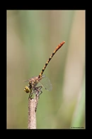 PhotoID: AusDr452. Austroepigomphus gordoni - male