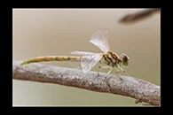PhotoID: AusDr468. Austroepigomphus gordoni - female