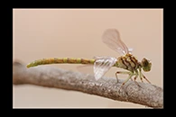 PhotoID: AusDr469. Austroepigomphus gordoni - female