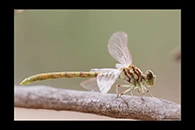 PhotoID: AusDr470. Austroepigomphus gordoni - female
