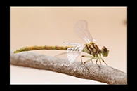 PhotoID: AusDr471. Austroepigomphus gordoni - female