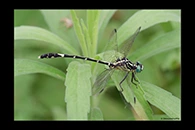 PhotoID: AusDr047. Pale Hunter (Austrogomphus amphiclitus) - male