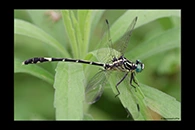 PhotoID: AusDr048. Pale Hunter (Austrogomphus amphiclitus) - male