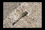 PhotoID: AusDr009. Western Inland Hunter (Austrogomphus collaris) - male