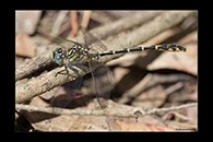PhotoID: AusDr010. Western Inland Hunter (Austrogomphus collaris) - male