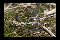 PhotoID: AusDr486. Western Inland Hunter (Austrogomphus collaris) - female