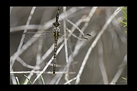 PhotoID: AusDr494. Western Inland Hunter (Austrogomphus collaris) - female