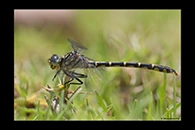 PhotoID: AusDr501. Western Inland Hunter (Austrogomphus collaris) - female